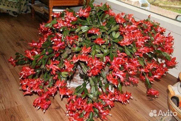 Шлюмбергера Декабрист семена