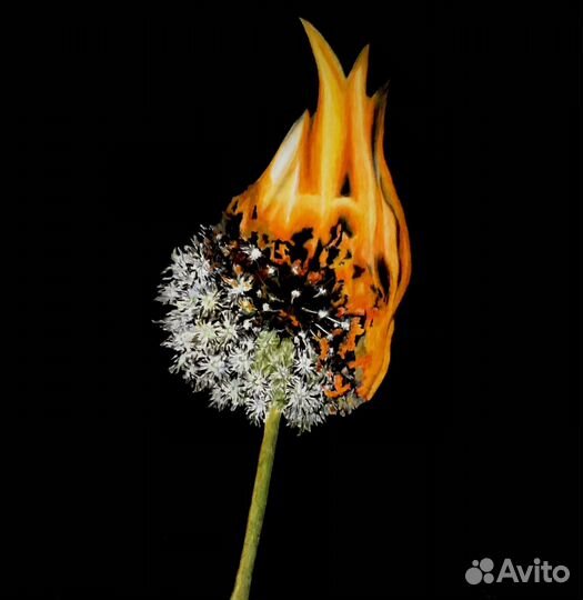 Рисунок карандашом «Одуванчик в огне»