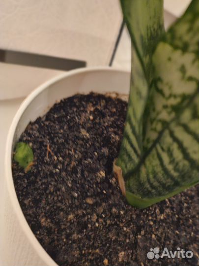 Сансевиерия