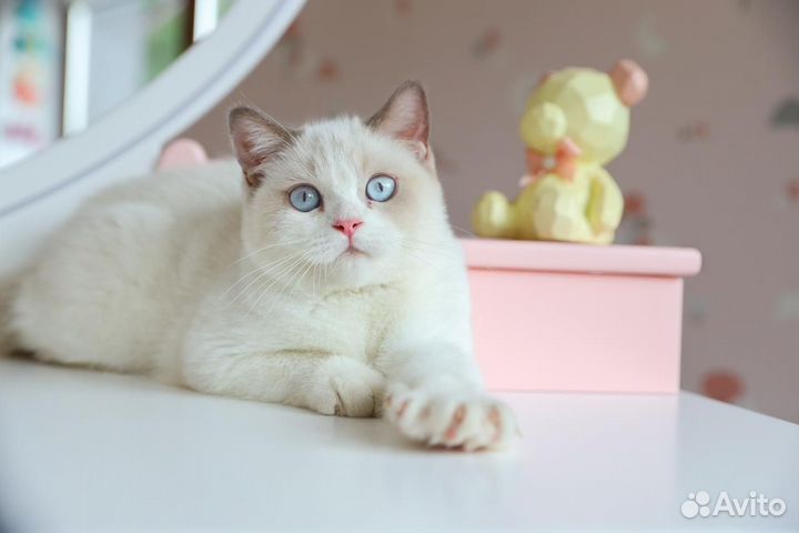 Британский котёнок необычного окраса