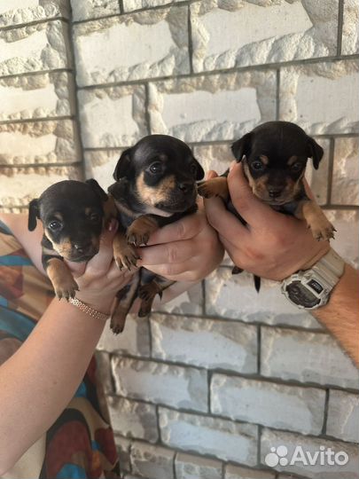 Щенки Той-терьер