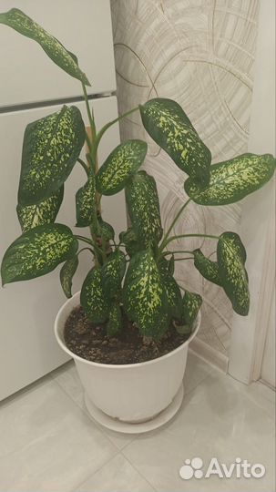 Диффенбахия