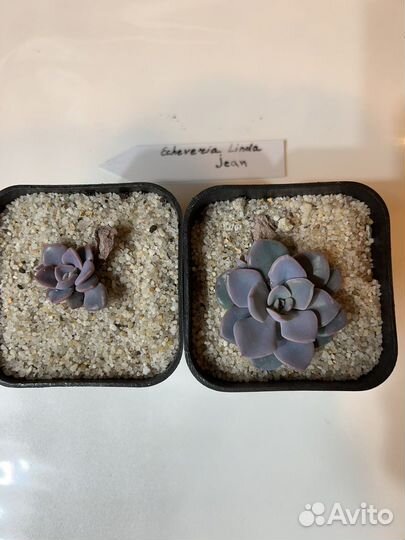 Эхиверия Линда Джин