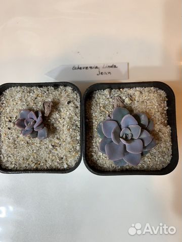 Эхиверия Линда Джин