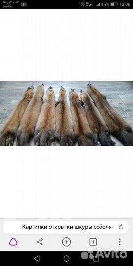 Шкуры соболя