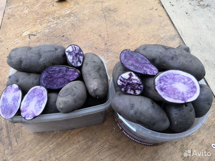 Продам картофель фиолетовый