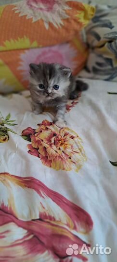 Персидская кошка