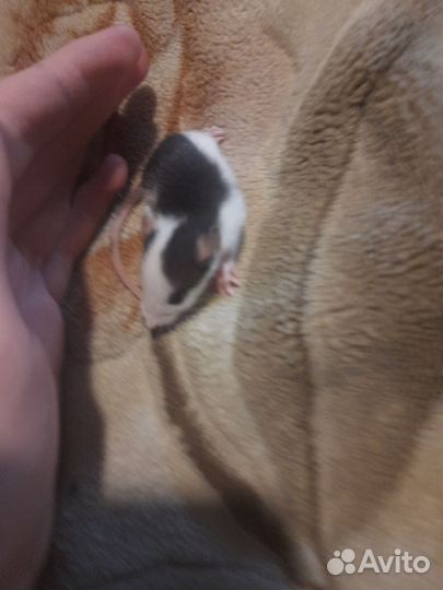 Крыса дамбо