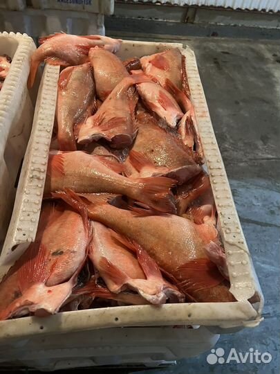 Окунь с/м 800+