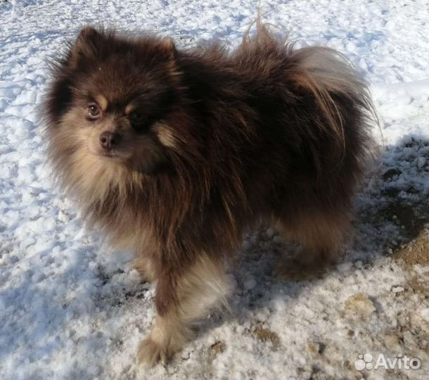 Щенки шпица