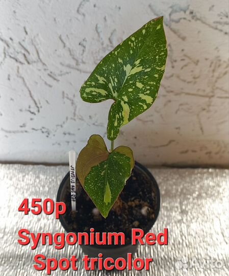 Фикус, ароидные