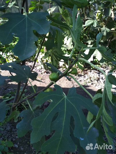 Огородные растения