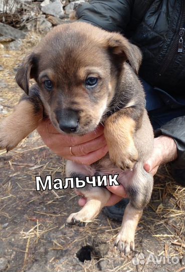 Щенята в добрые ручки