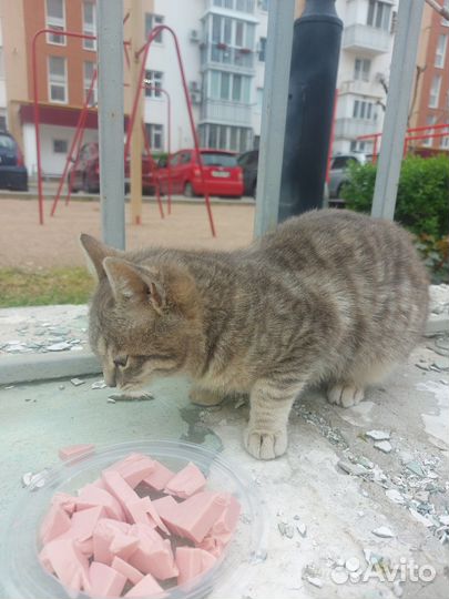 Красивая и ухоженная кошечка выживает на улице