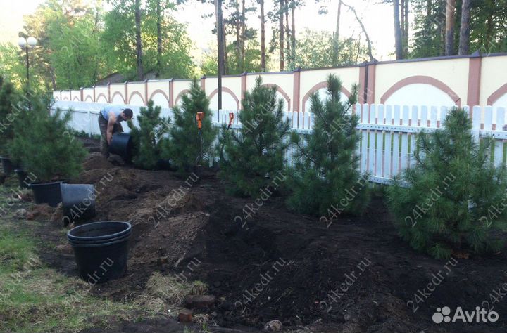 Саженцы кедра экстра класс