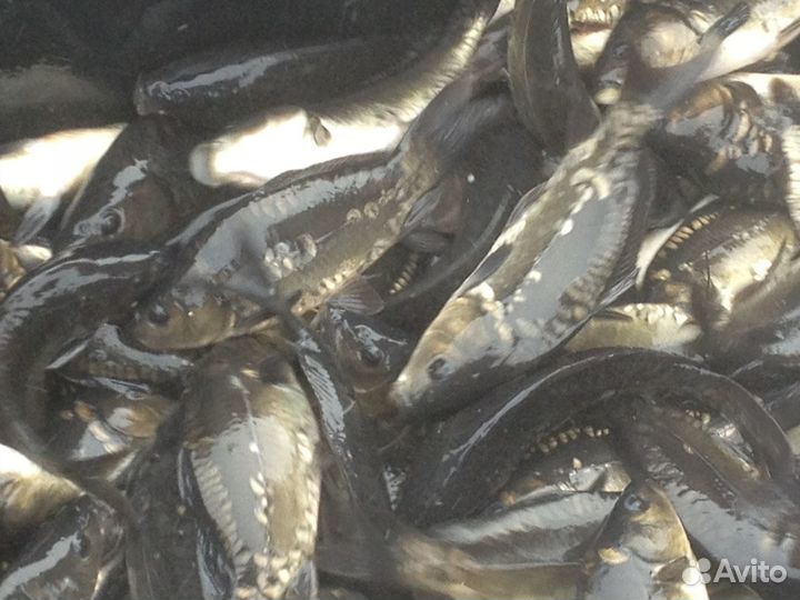 Карп малек сеголеток годовик