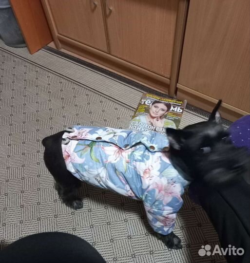 Куртка для собак мелких пород. Зимняя