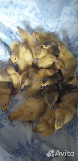 Продам индоутят