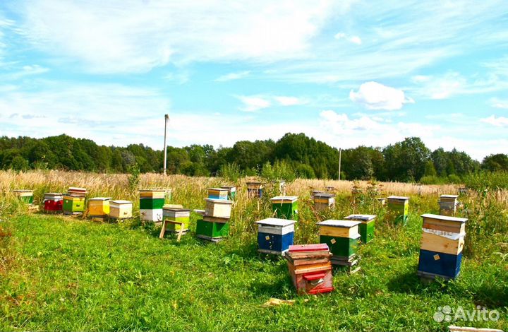 Мед натуральный из Алтая опт