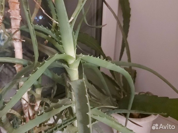 Алоэ лечебный