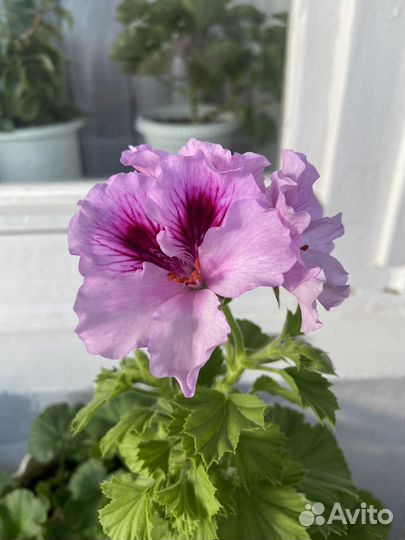 Пеларгония герань королевская