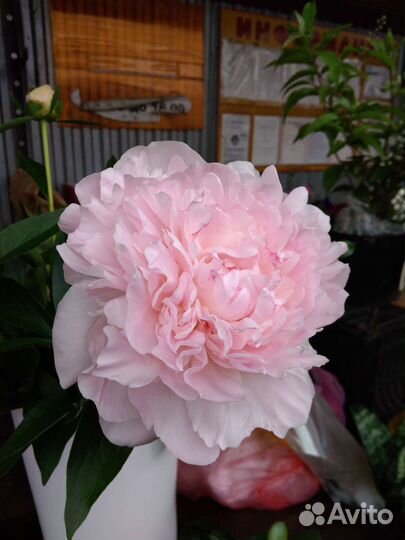 Пионы, три основных цвета