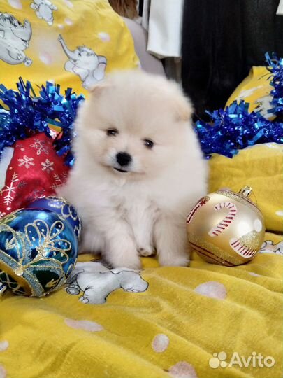 Щенки померанского шпица