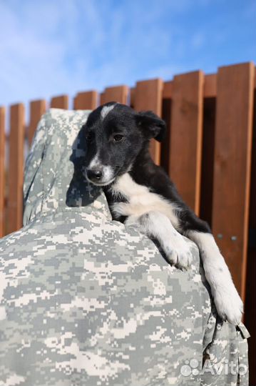 Щенок в добрые руки