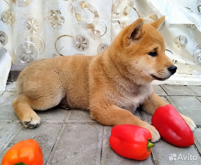 Сиба -ину мальчик