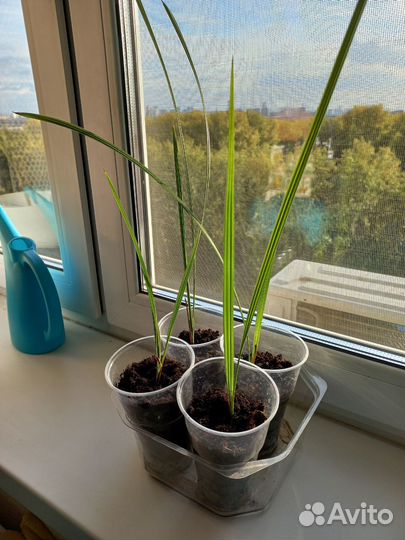 Саженцы фиников