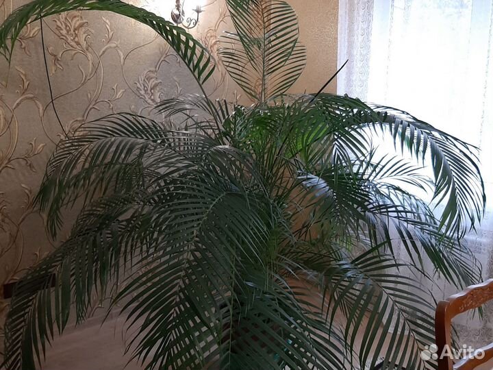 Пальма Арека