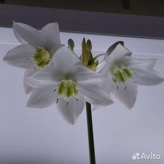 Эухарис. амазонская лилия