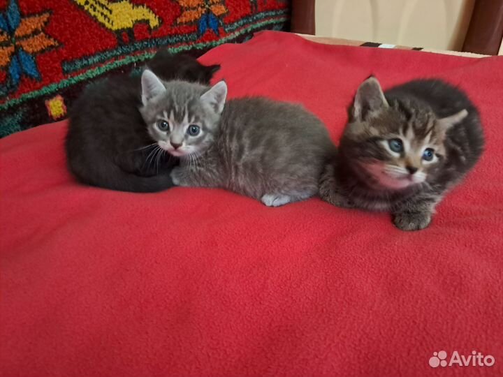 Котята в добрые руки