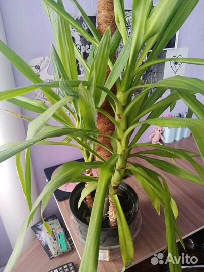 Пальма юкка