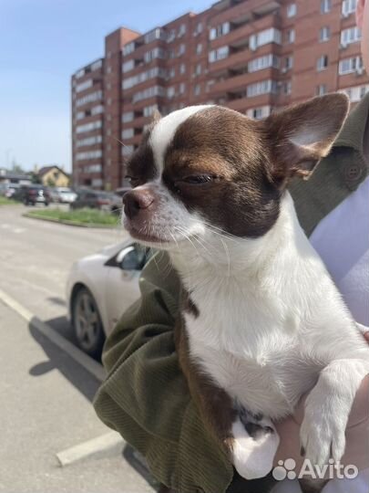 Выгул/Няня для питомца/Передержка