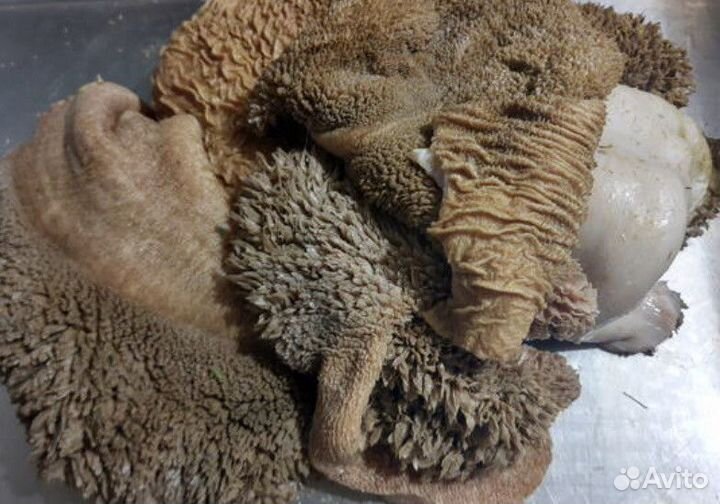 Корм для собак