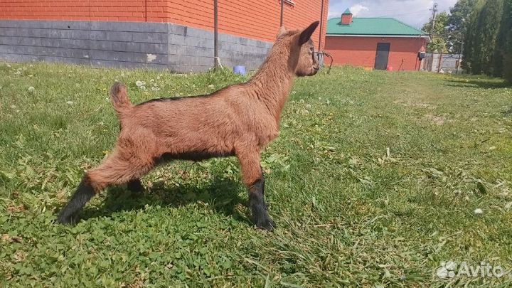 Коза чешская доиная.Чешский козлик 100%