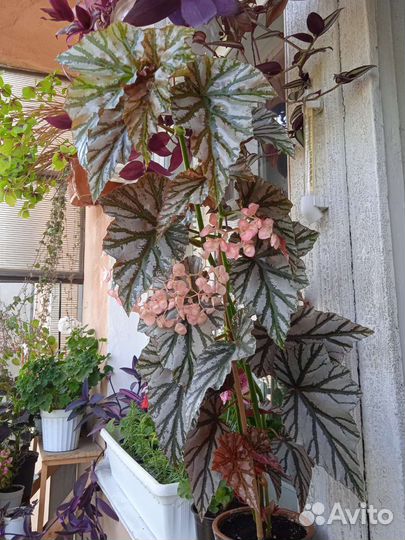 Бегонии Кейн и другие