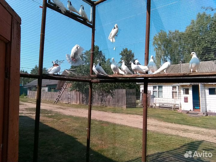 Пермские гривуны голуби