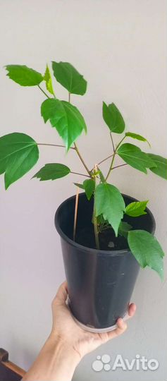 Комнатные растения