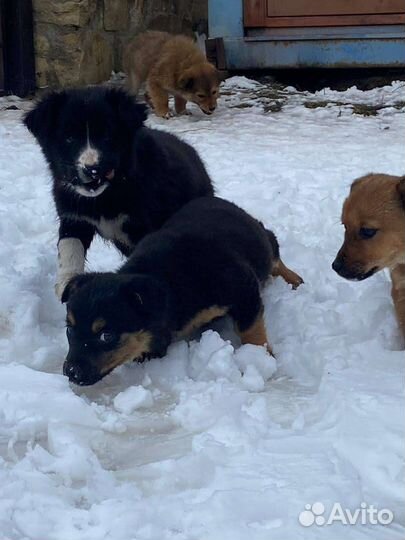 Щеночки в дар