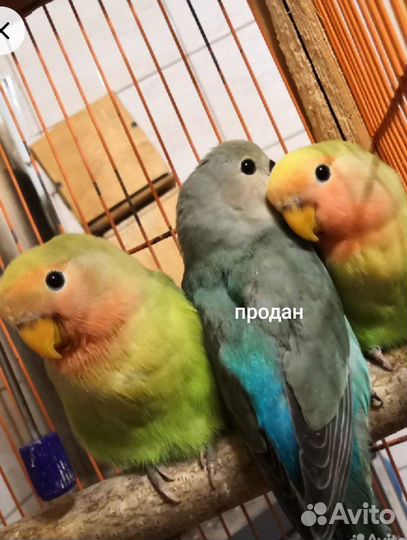 Попугай неразлучник птенцы и пара