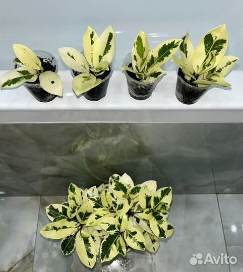 Фикус микрокарпа альбомаргината