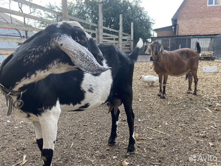 Породистые дойные козы