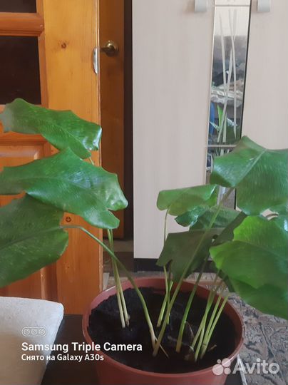 Калатея нетворк