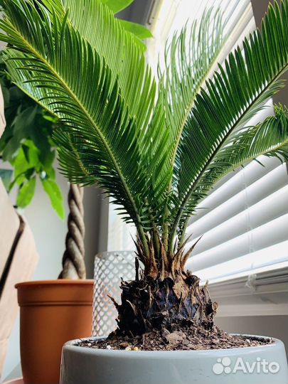 Саговник поникающий Пальма Цикас