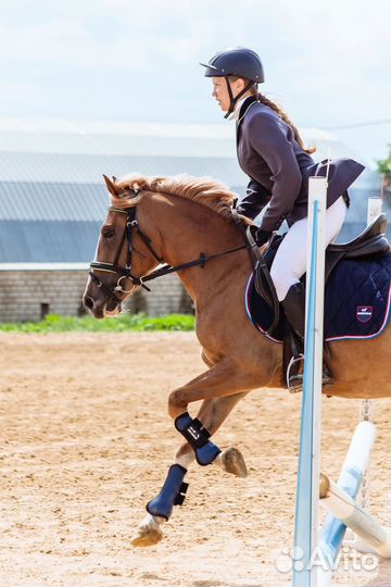 Пони в конкур