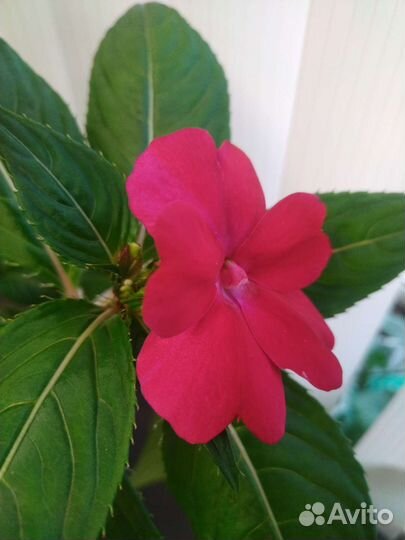 Комнатные цветы цветущие