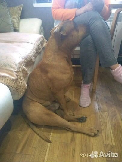 Бен ищет невесту