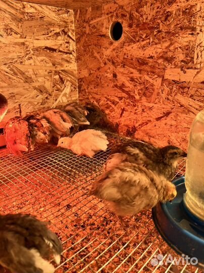 Перепелки, икуб яйцо